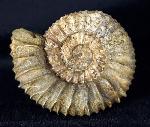 Pavlovia pavlovi (MICHALSKY 1890) - Bild &copy; FossNet FossilienStore
